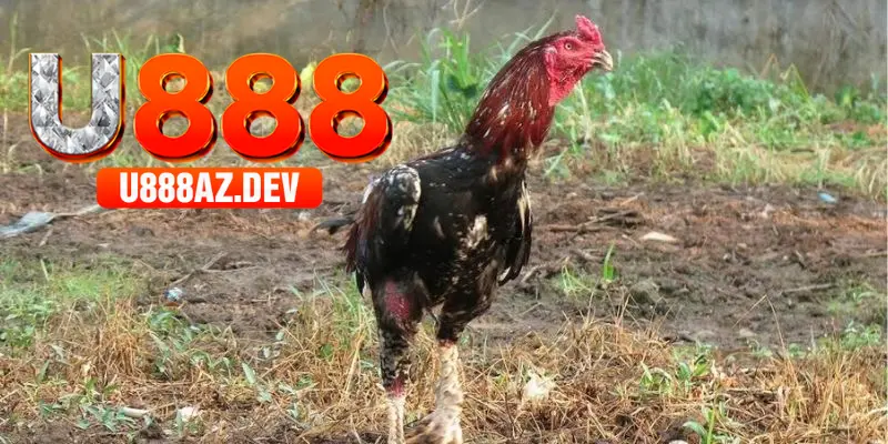 Nét chung nhất về đá gà online tại U888